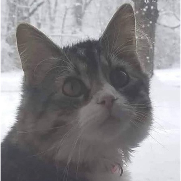 Meet your Posher, Elizabeth - Picture 11 of 14